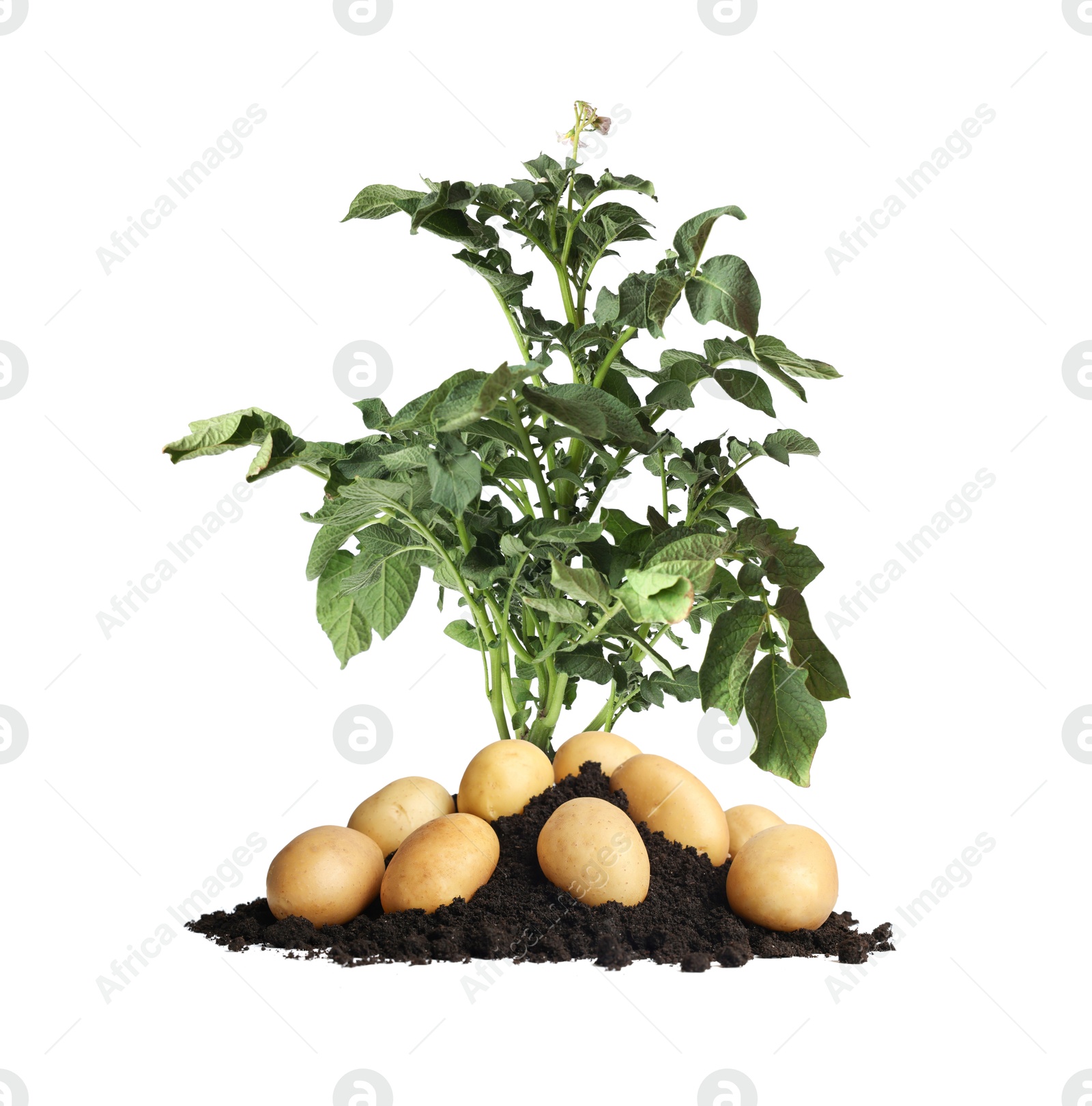 Image of Potato plant, soil and tubers isolated on white