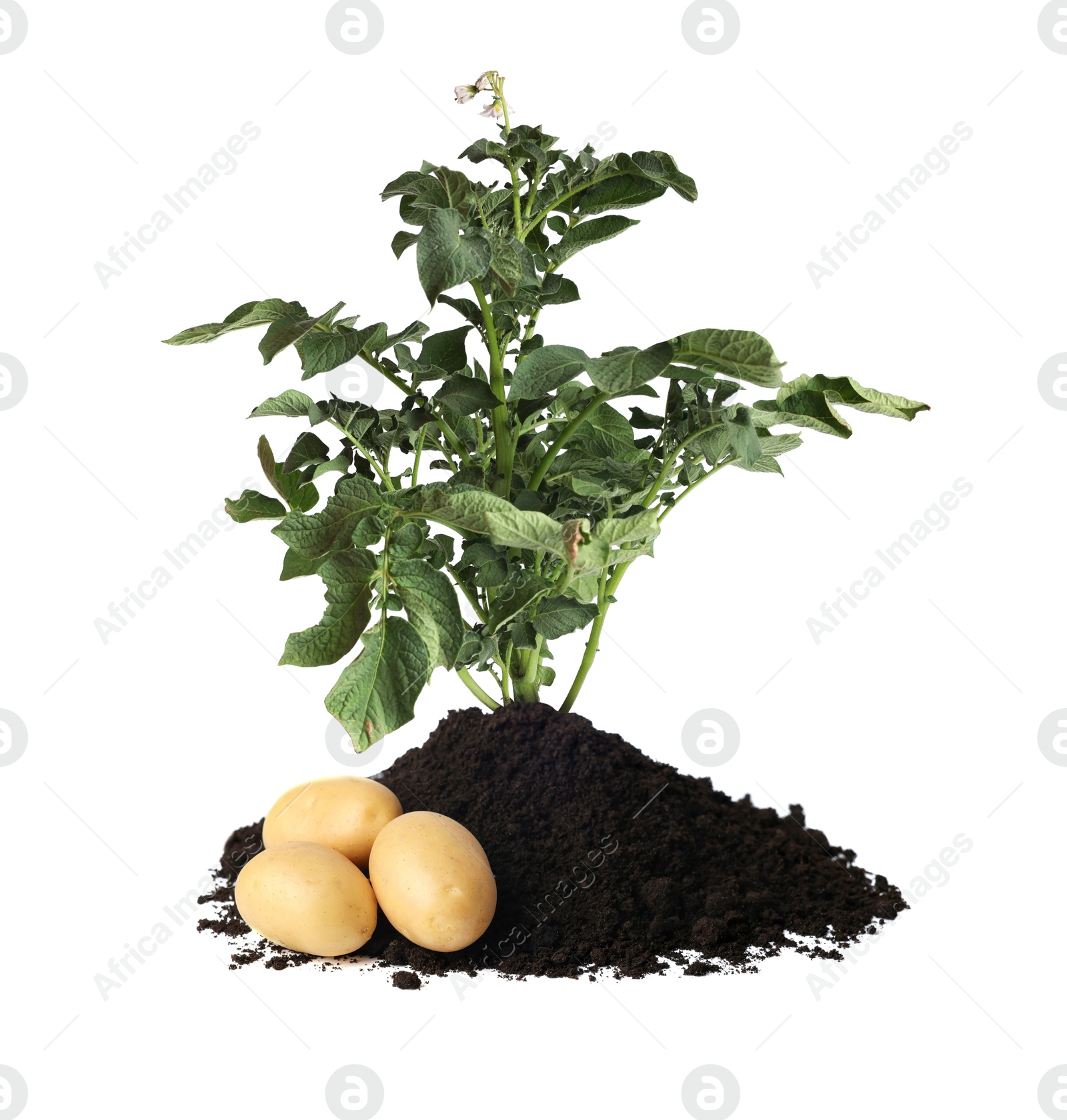 Image of Potato plant, soil and tubers isolated on white