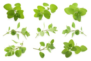 Image of Fresh green oregano isolated on white, set