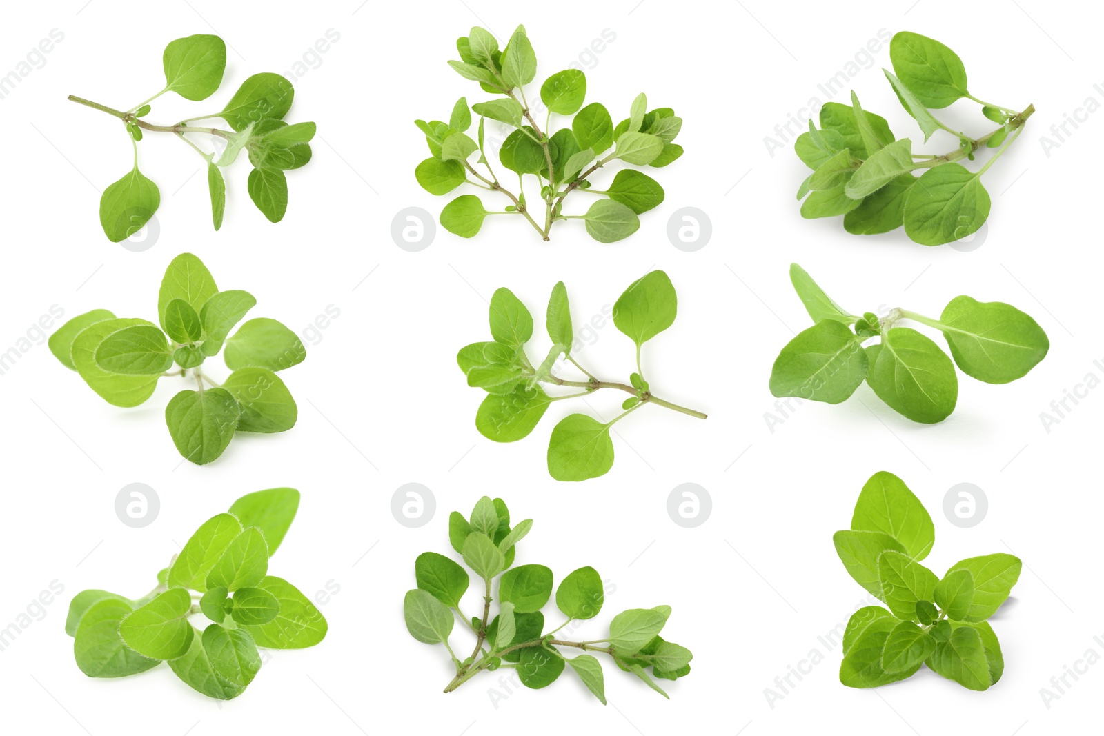 Image of Fresh green oregano isolated on white, set