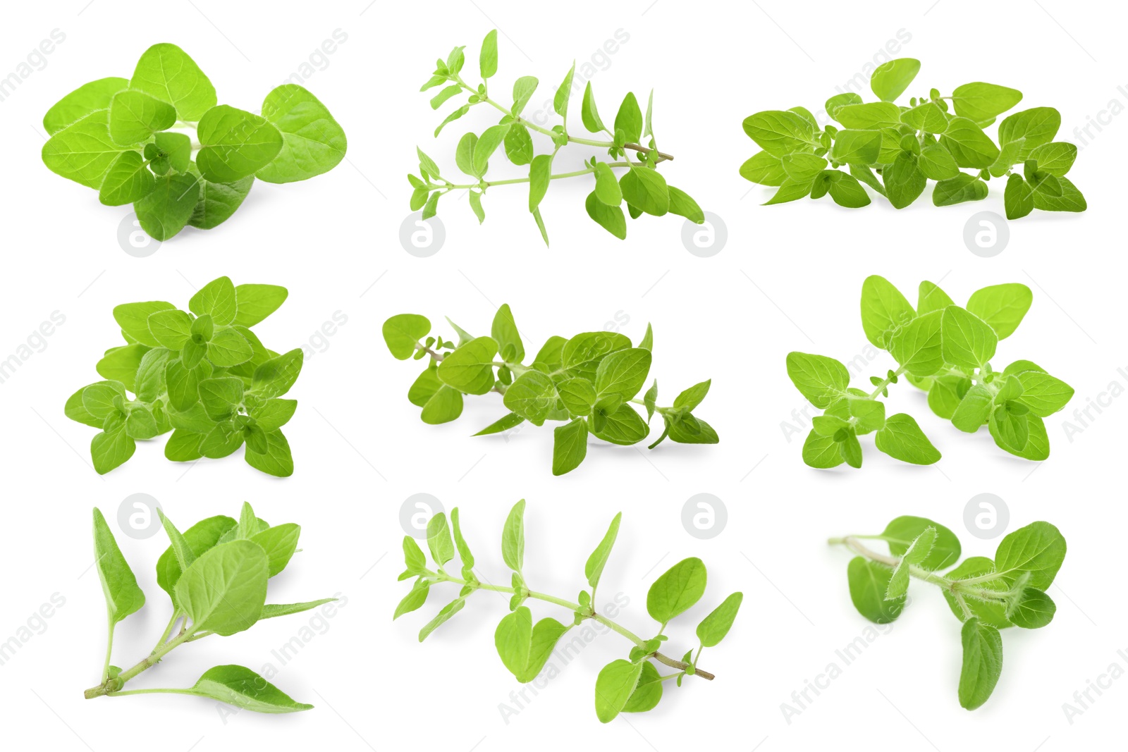 Image of Fresh green oregano isolated on white, set