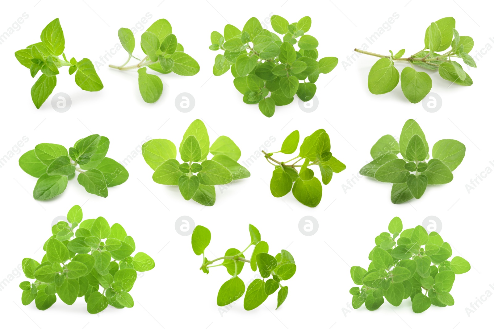 Image of Fresh green oregano isolated on white, set