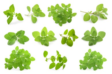 Fresh green oregano isolated on white, set