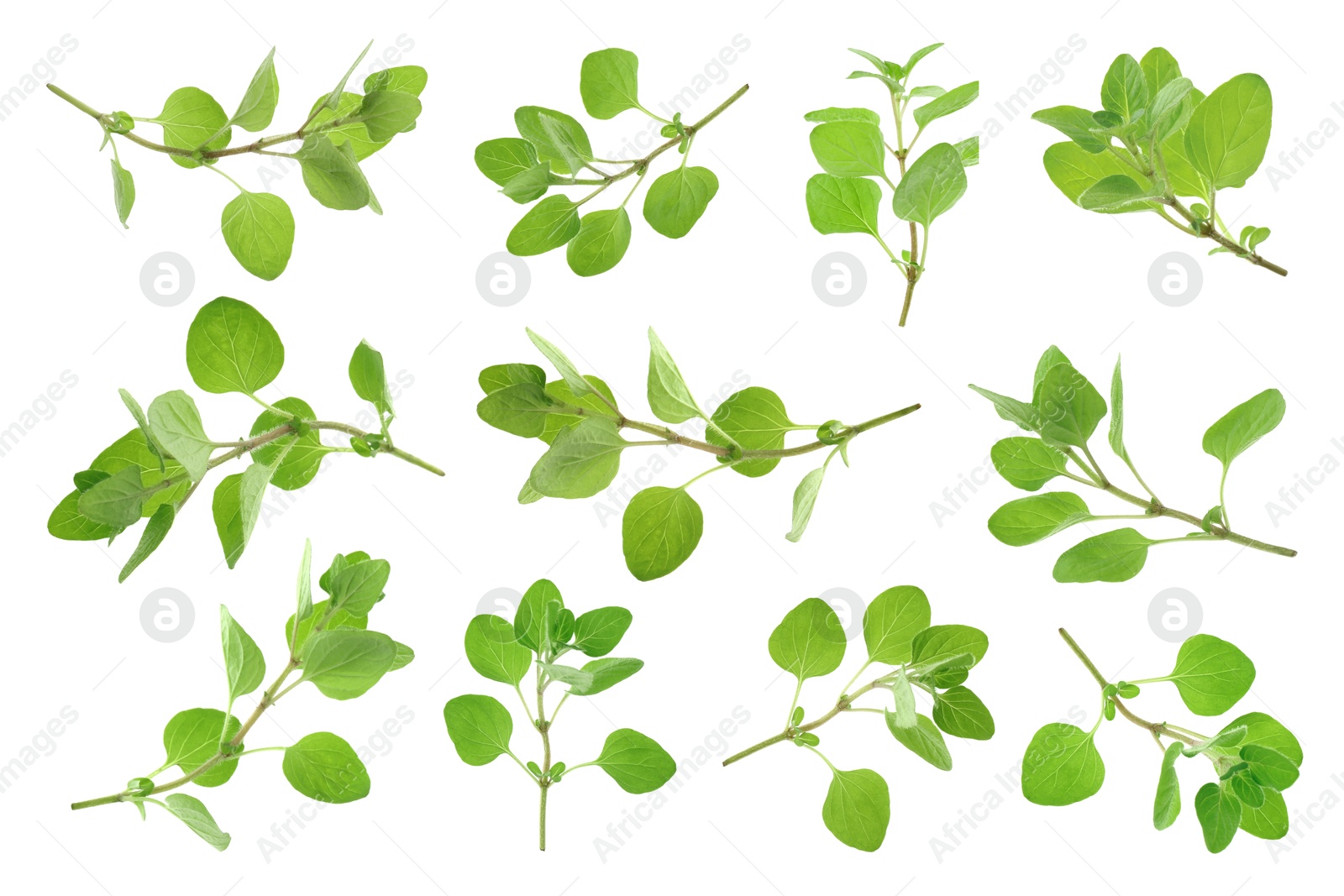 Image of Fresh green oregano isolated on white, set