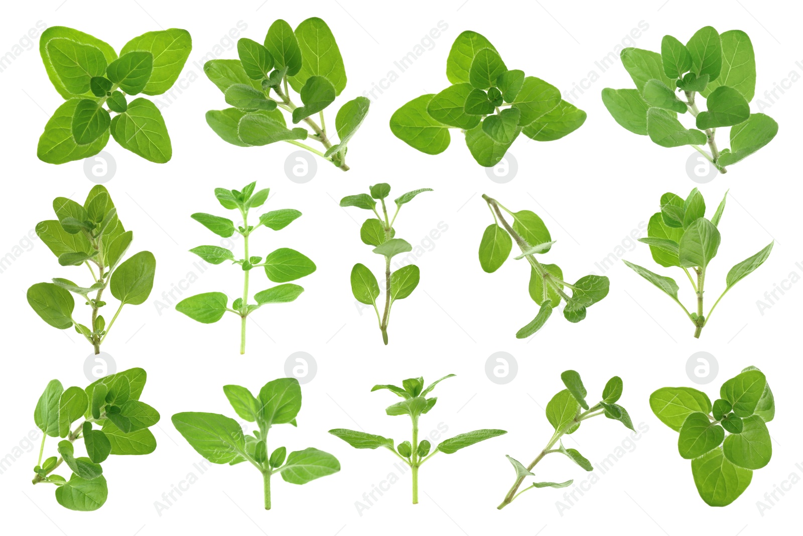 Image of Fresh green oregano isolated on white, set