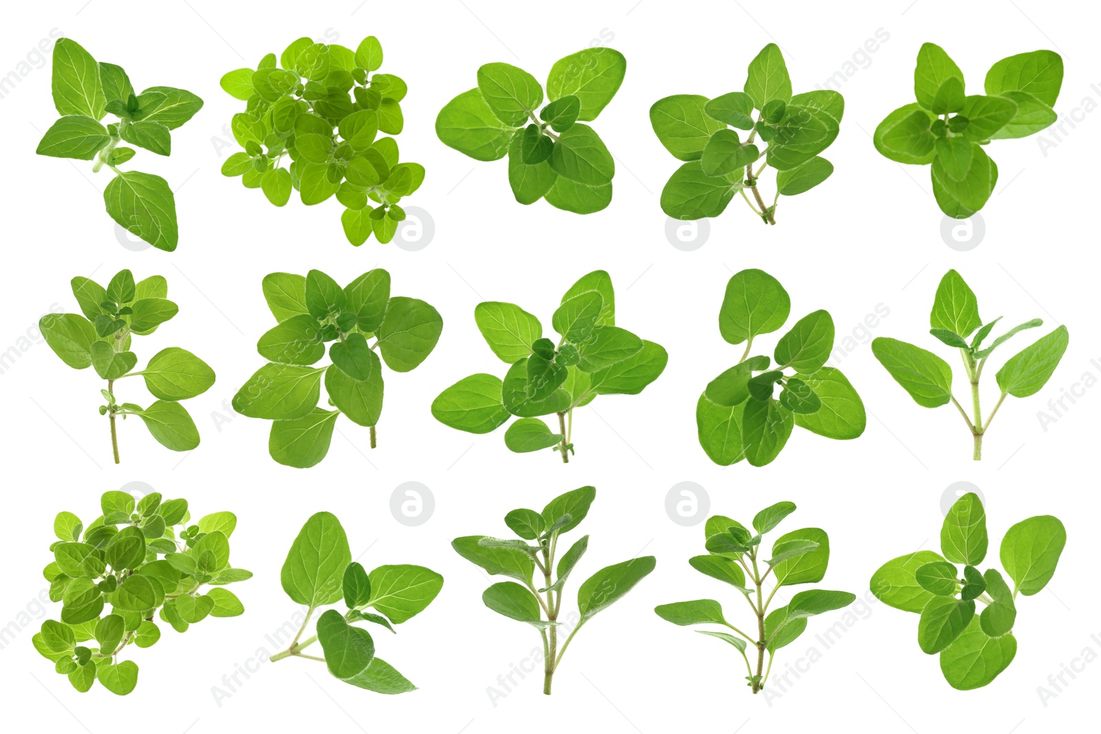 Image of Fresh green oregano isolated on white, set