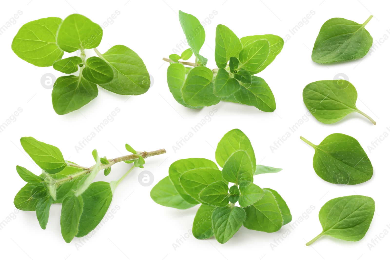 Image of Fresh green oregano isolated on white, set