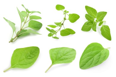 Image of Fresh green oregano isolated on white, set