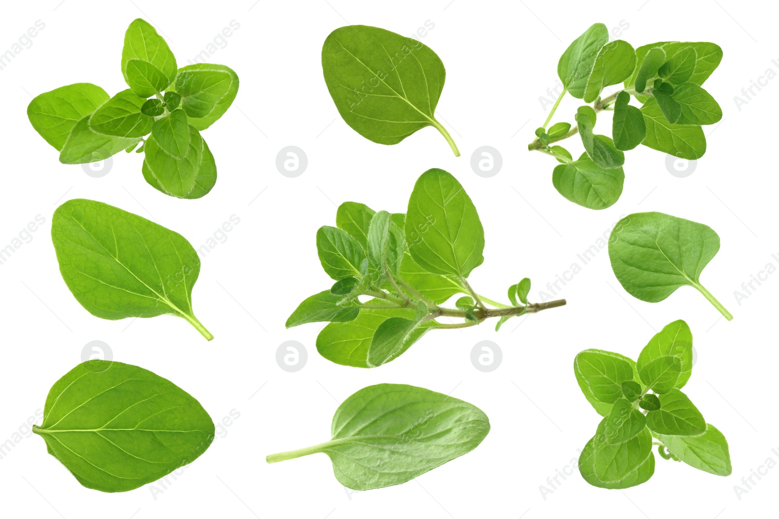 Image of Fresh green oregano isolated on white, set