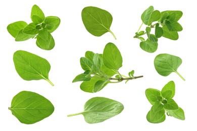 Image of Fresh green oregano isolated on white, set