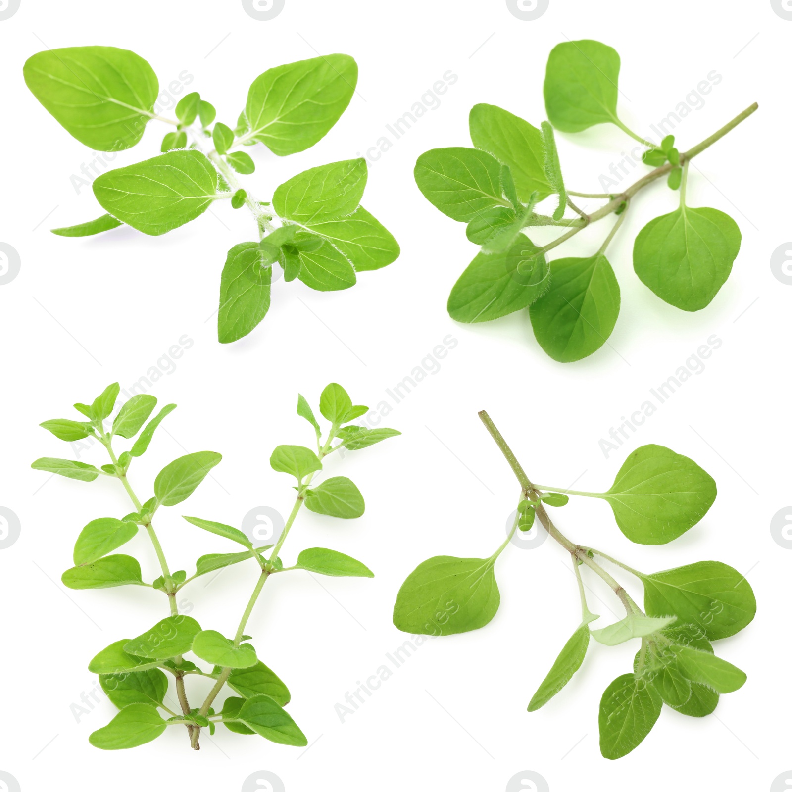 Image of Fresh green oregano isolated on white, set