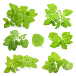 Image of Fresh green oregano isolated on white, set