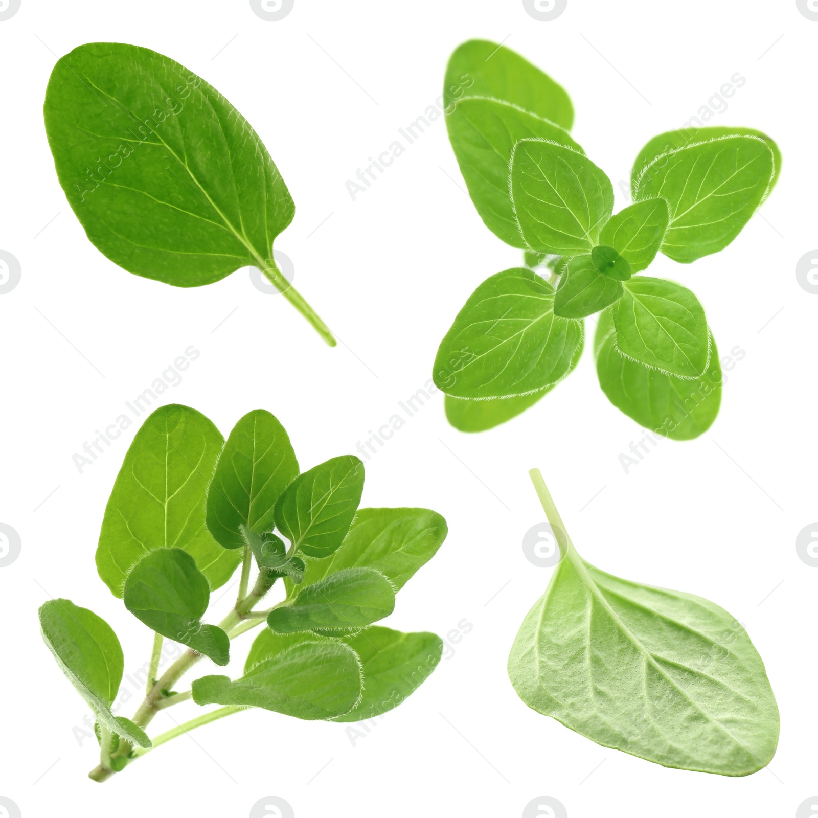 Image of Fresh green oregano isolated on white, set