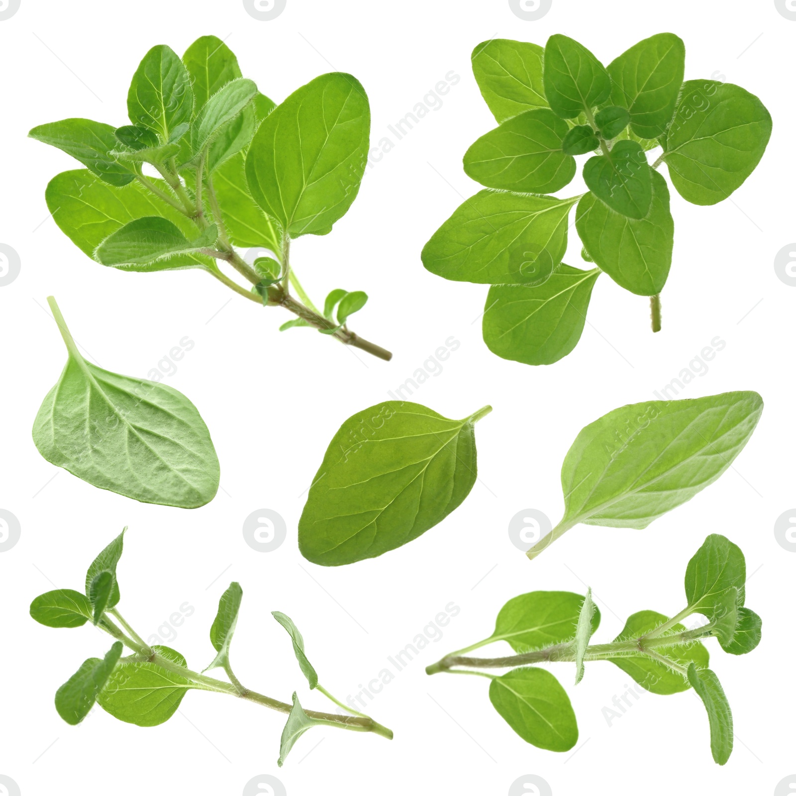 Image of Fresh green oregano isolated on white, set