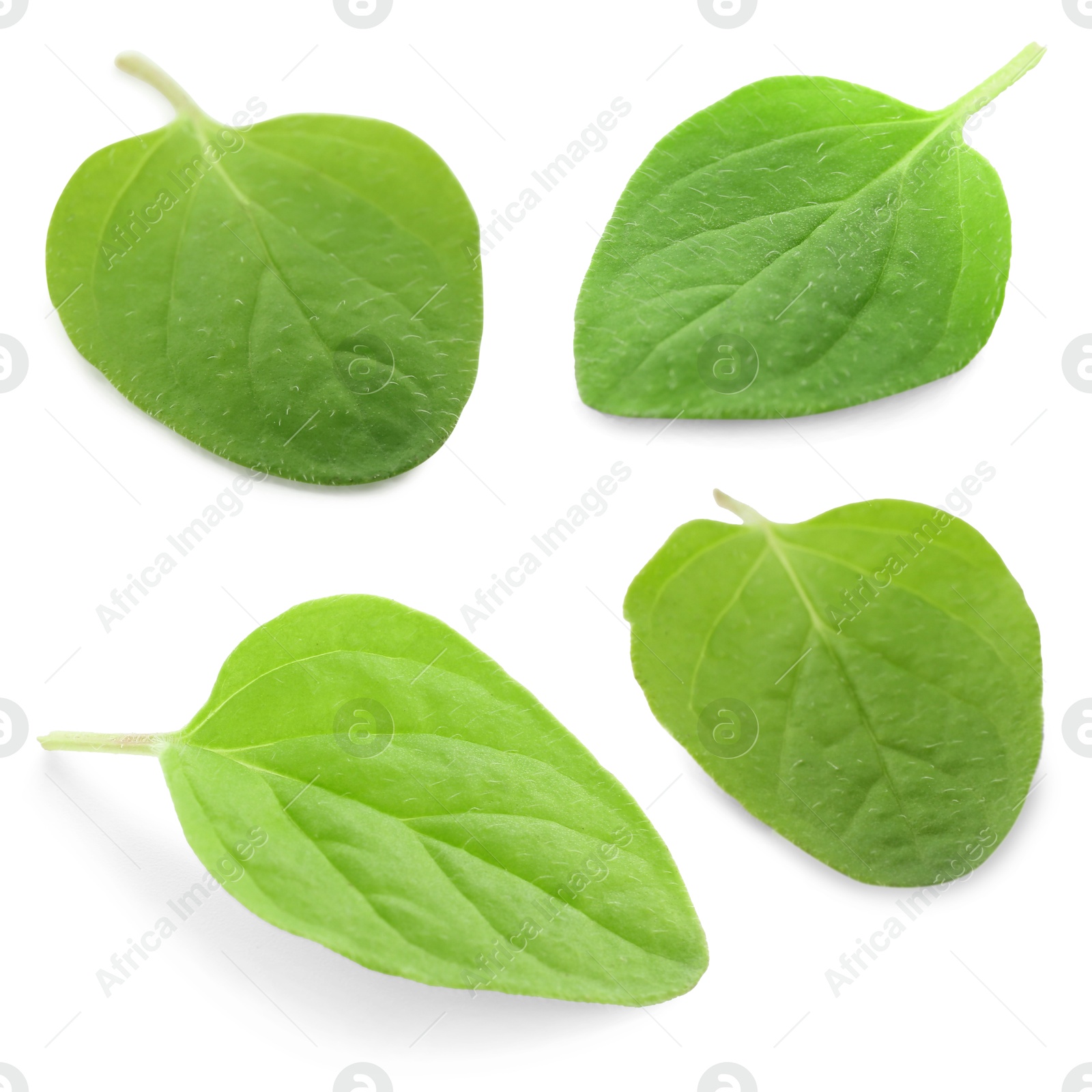 Image of Fresh green oregano leaves isolated on white, set