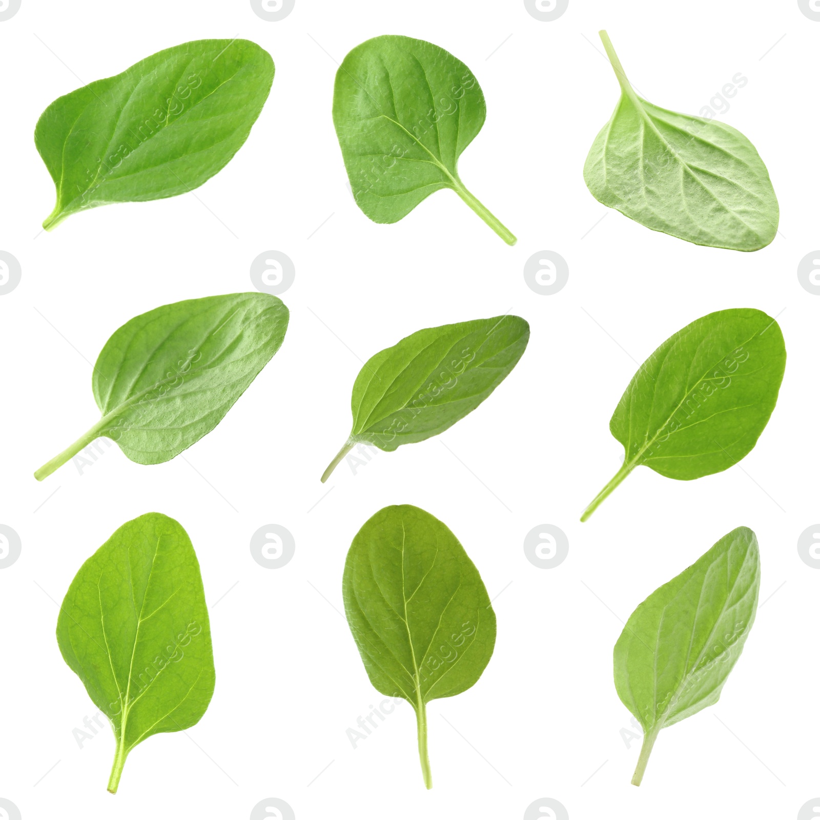 Image of Fresh green oregano leaves isolated on white, set