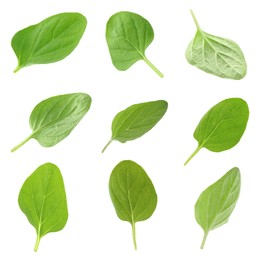 Image of Fresh green oregano leaves isolated on white, set