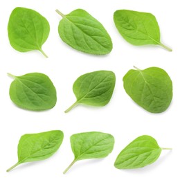 Image of Fresh green oregano leaves isolated on white, set