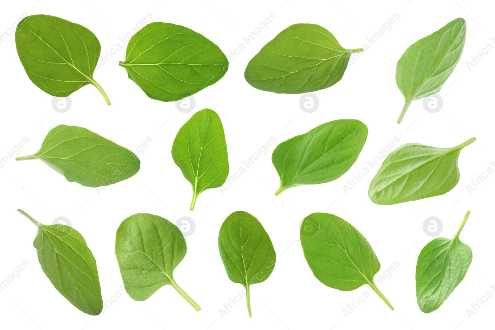 Image of Fresh green oregano leaves isolated on white, set