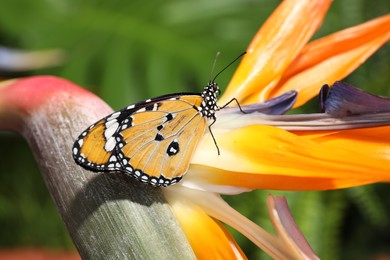 Beautiful painted lady butterfly on flower in garden