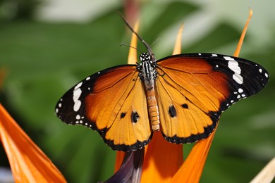 Photo of Beautiful painted lady butterfly on flower in garden