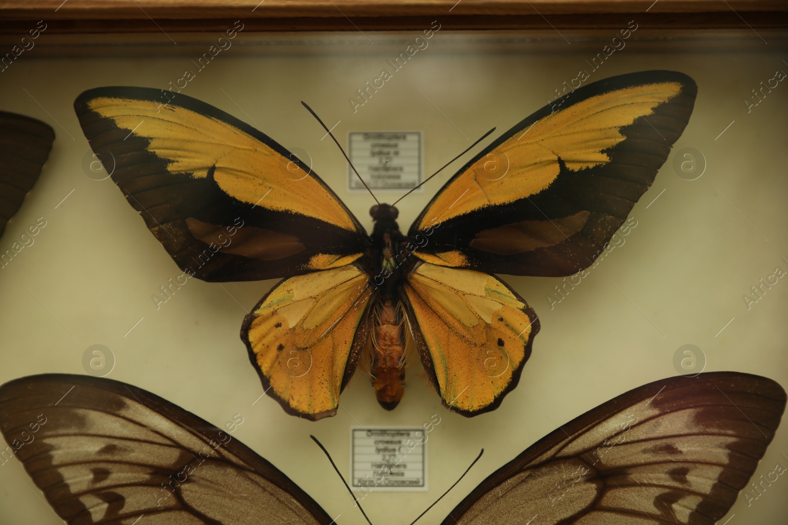 Photo of Beautiful Ornithoptera croesus lydius butterflies on white background