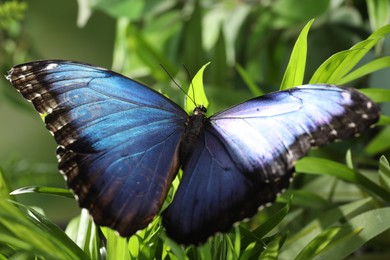 Beautiful common morpho butterfly on green plant in garden