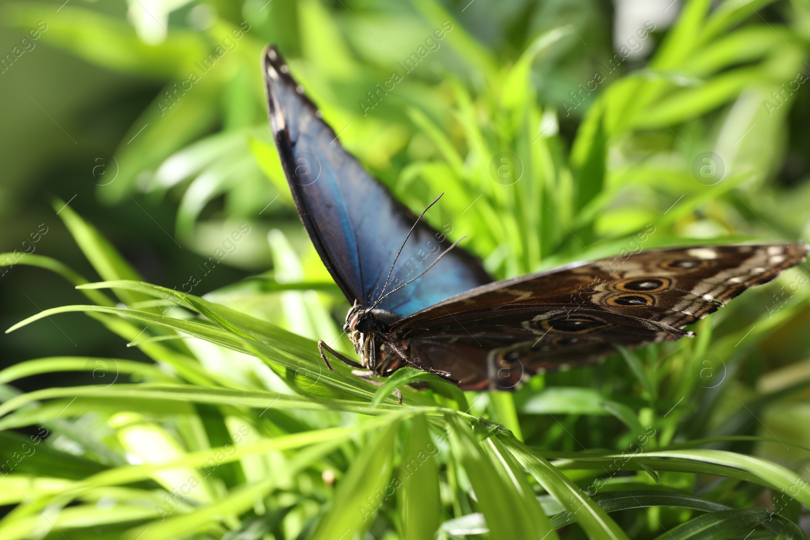 Photo of Beautiful common morpho butterfly on green plant in garden
