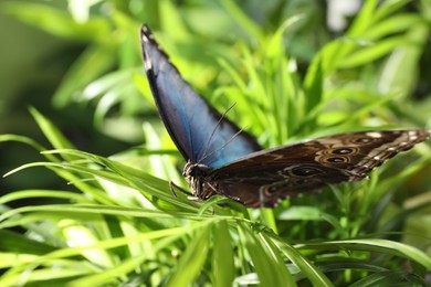 Beautiful common morpho butterfly on green plant in garden