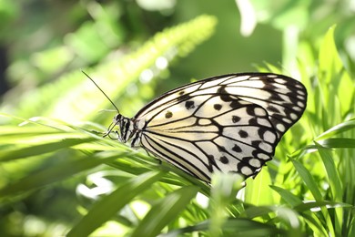 Photo of Beautiful rice paper butterfly on green plant in garden