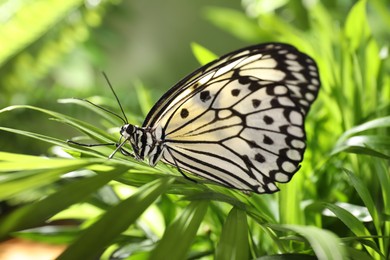 Photo of Beautiful rice paper butterfly on green plant in garden