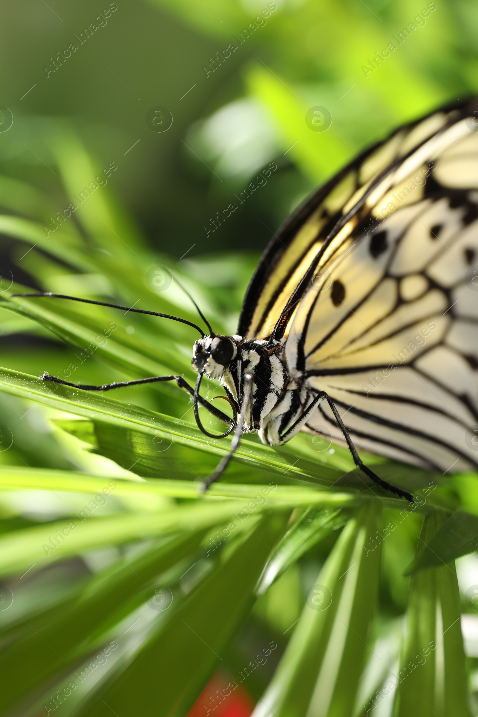 Photo of Beautiful rice paper butterfly on green plant in garden