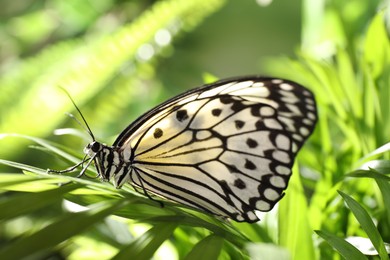 Photo of Beautiful rice paper butterfly on green plant in garden