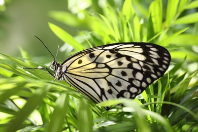 Beautiful rice paper butterfly on green plant in garden