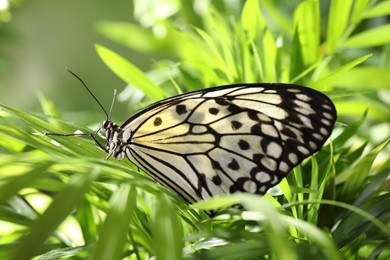 Photo of Beautiful rice paper butterfly on green plant in garden