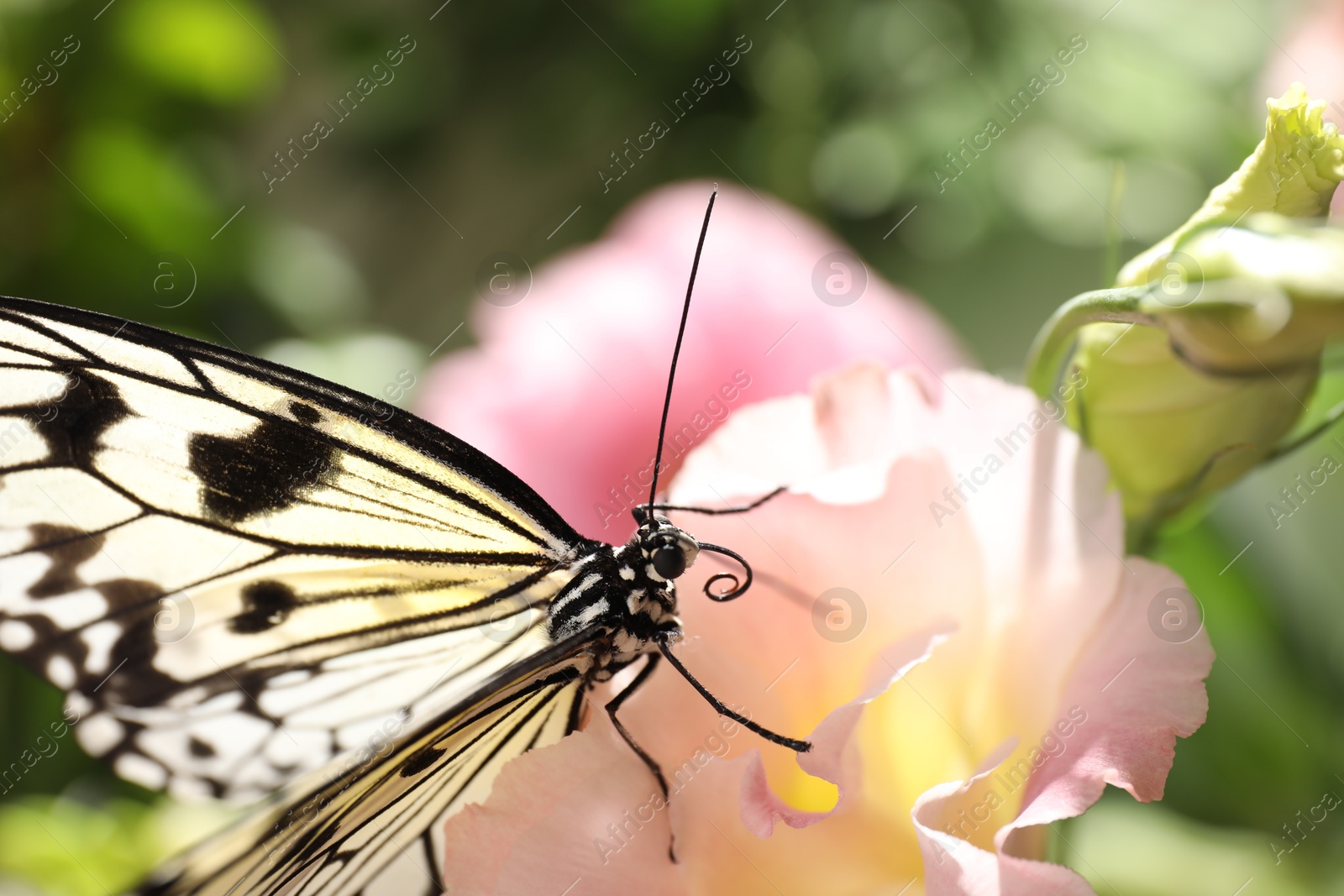 Photo of Beautiful rice paper butterfly on pink flower in garden