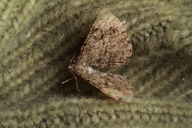 Photo of Alcis repandata moth on knitted wool sweater, closeup
