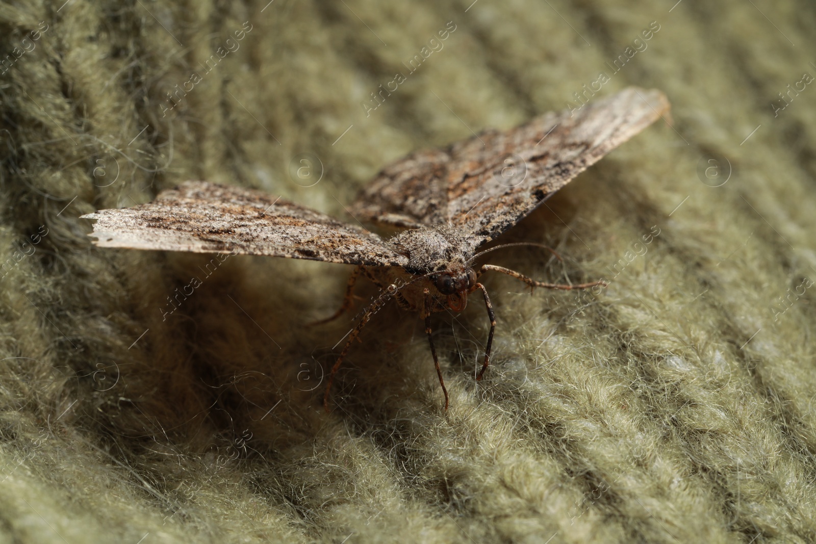 Photo of Single Alcis repandata moth on knitted wool sweater, closeup