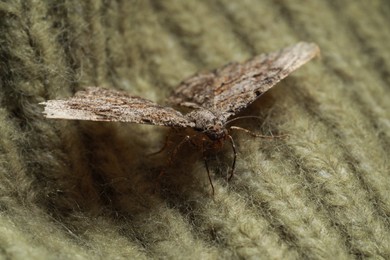 Photo of Single Alcis repandata moth on knitted wool sweater, closeup