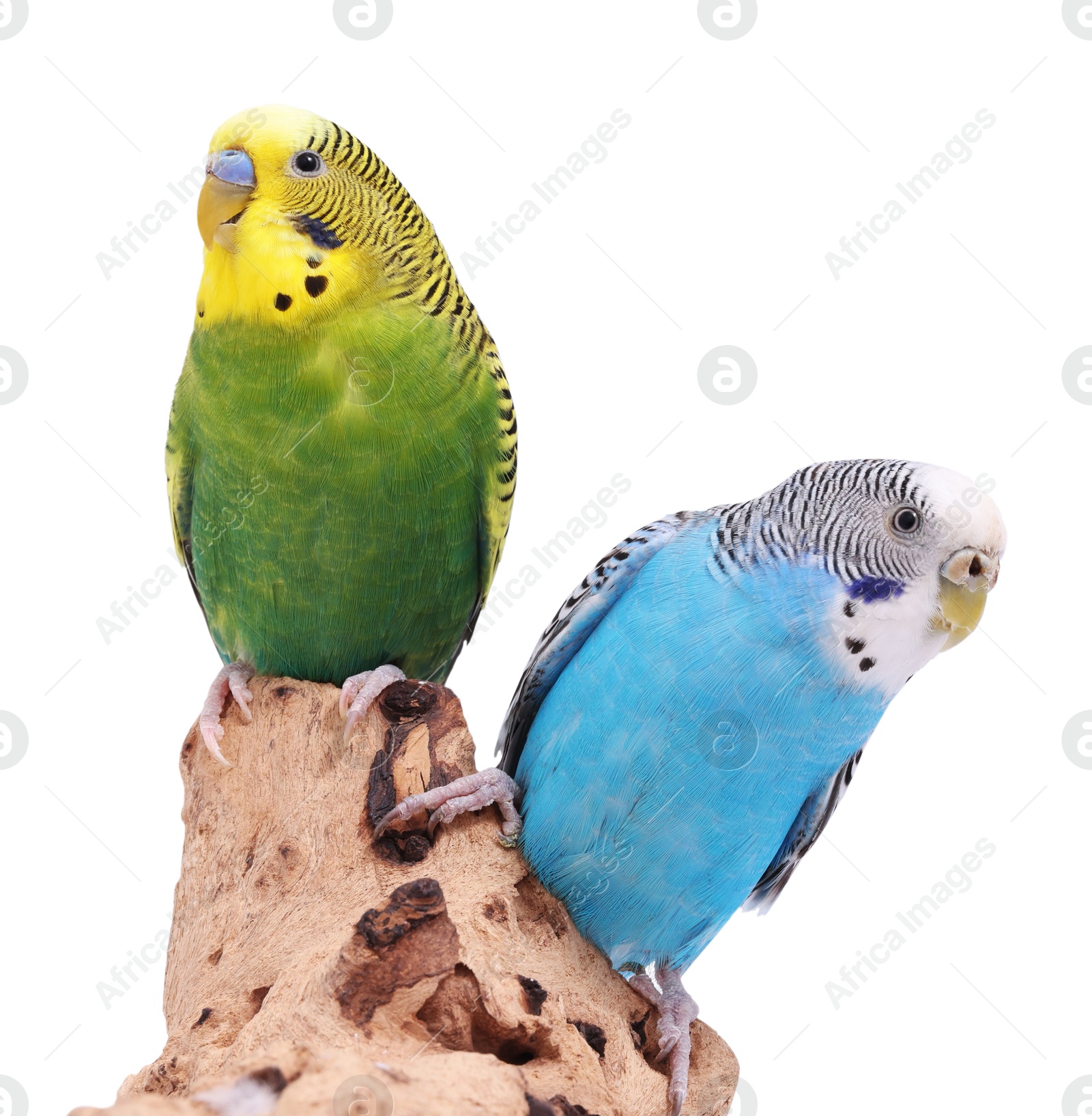 Photo of Bright parrots on wooden snag against white background. Exotic pets