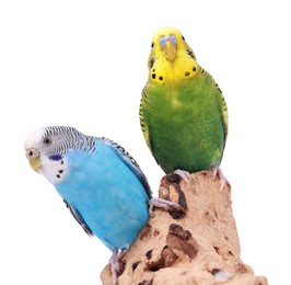 Photo of Bright parrots on wooden snag against white background. Exotic pets