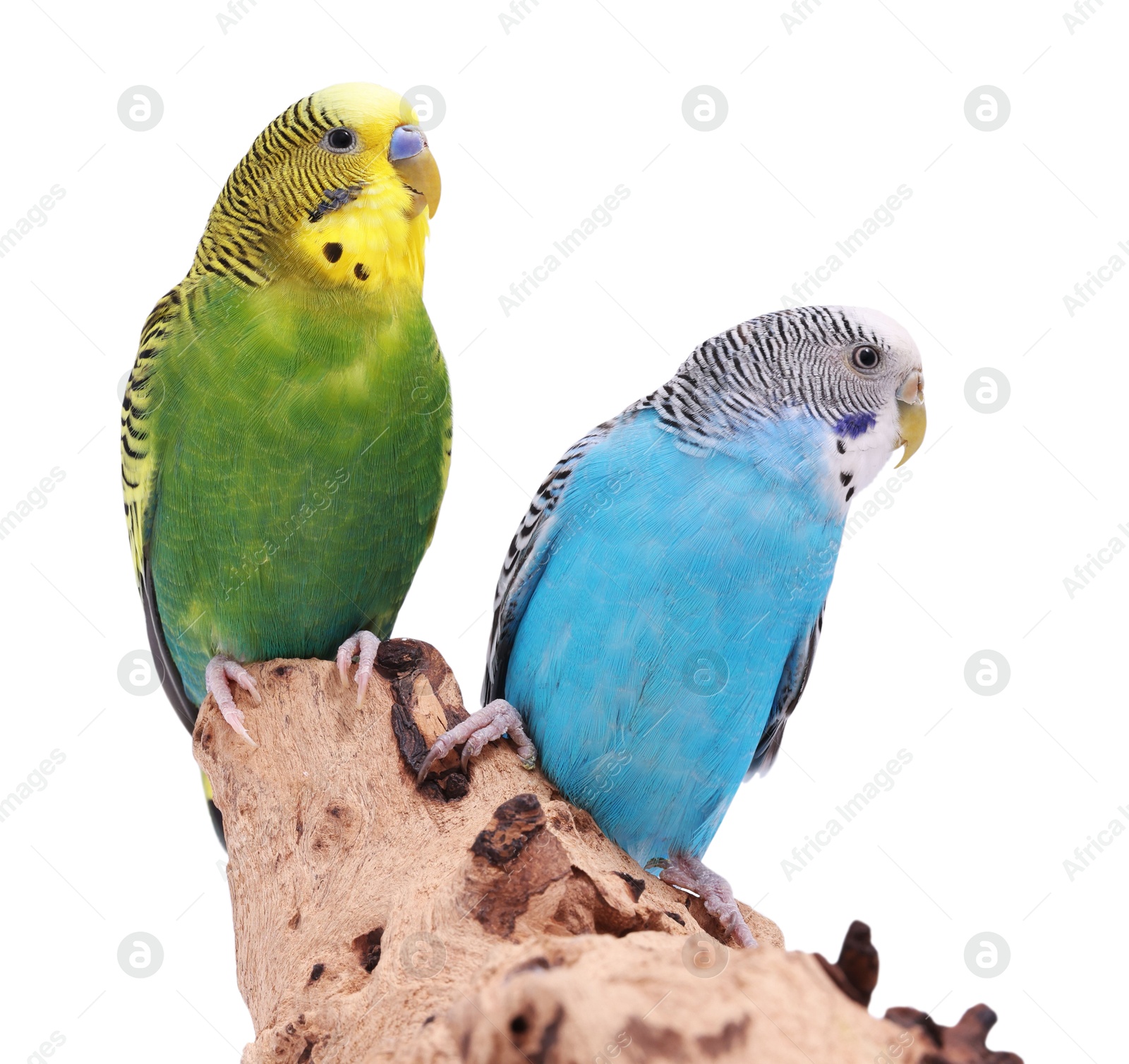 Photo of Bright parrots on wooden snag against white background. Exotic pets