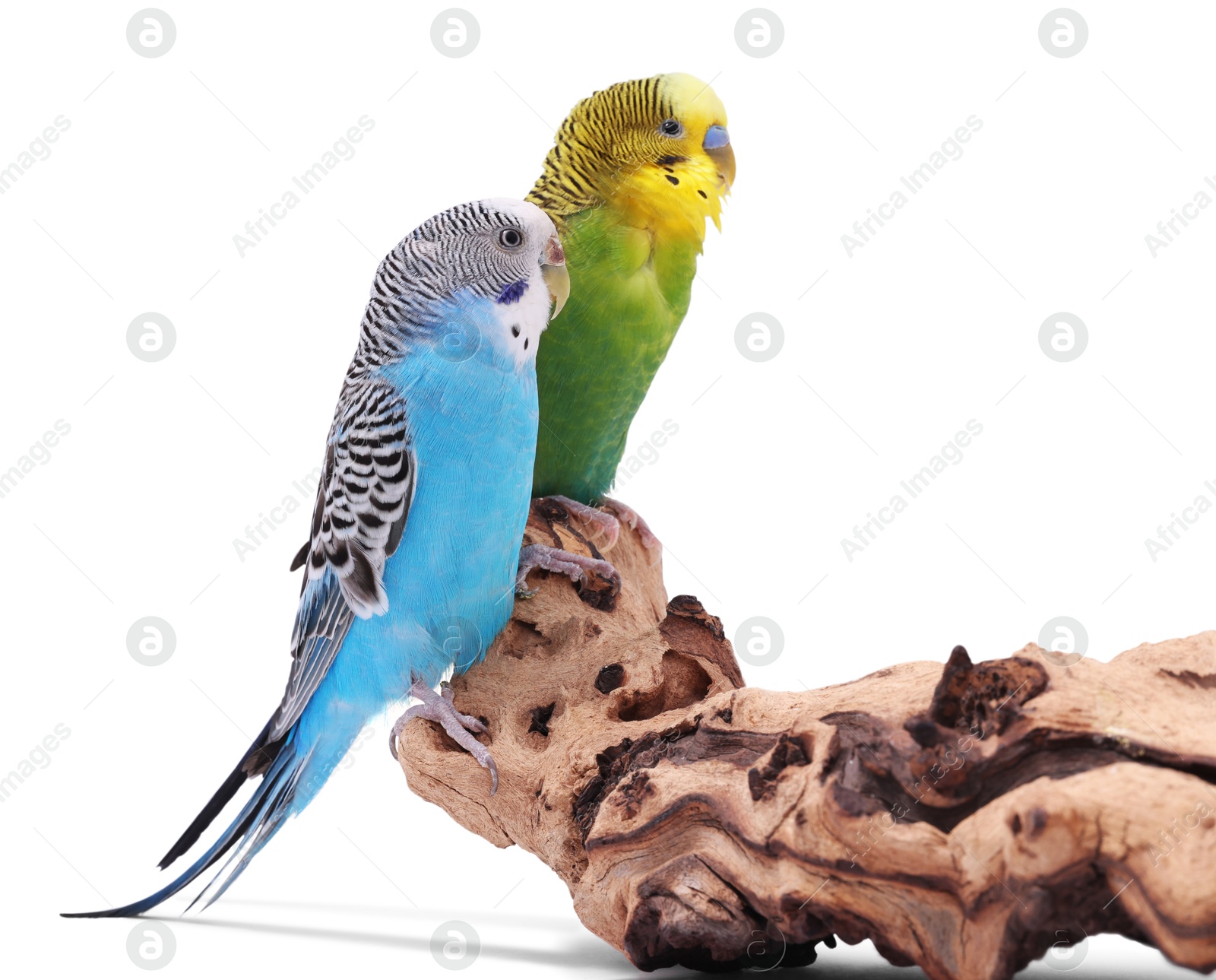 Photo of Bright parrots on wooden snag against white background. Exotic pets