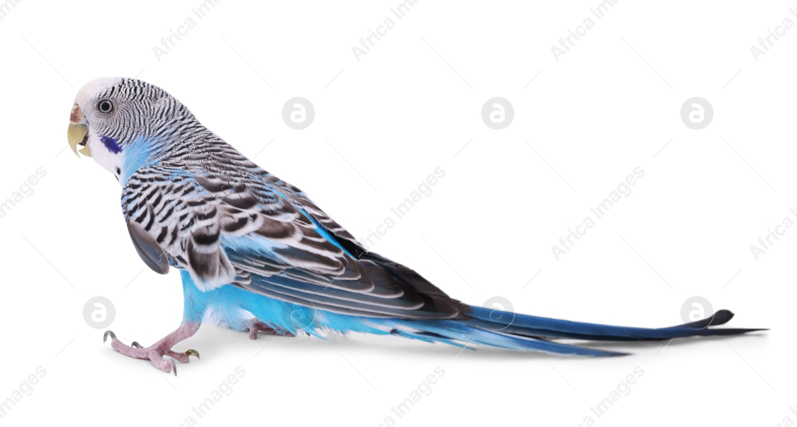 Photo of Beautiful bright parrot on white background. Exotic pet