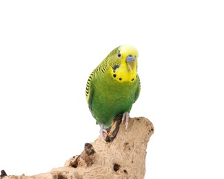 Bright parrot on wooden snag against white background. Exotic pet