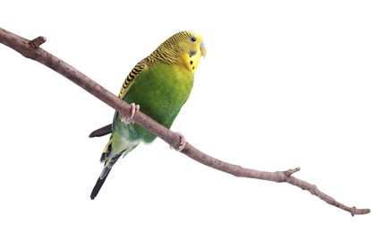 Photo of Bright parrot on tree branch against white background. Exotic pet