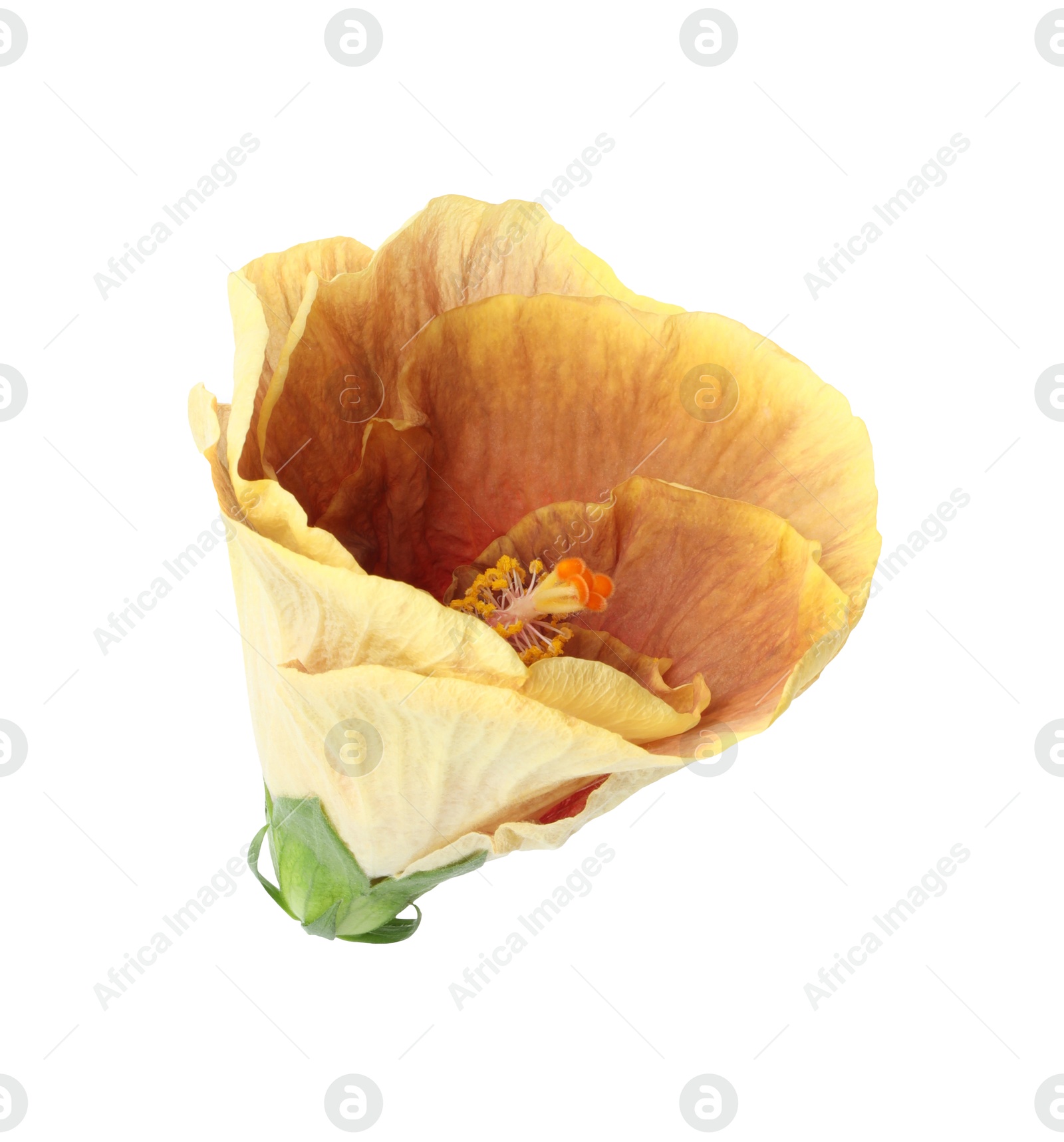 Photo of One beautiful hibiscus flower isolated on white