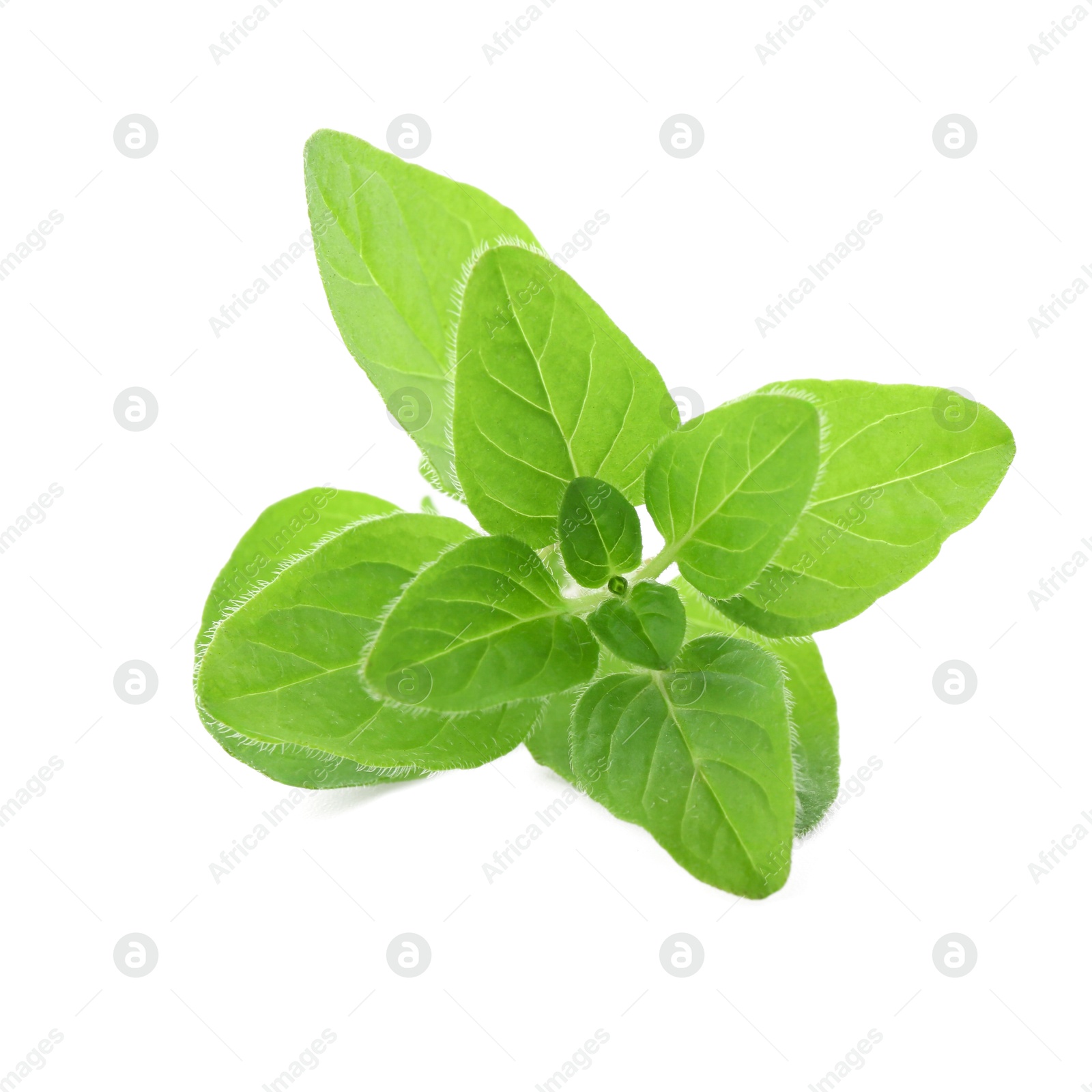 Photo of Sprig of fresh green oregano isolated on white