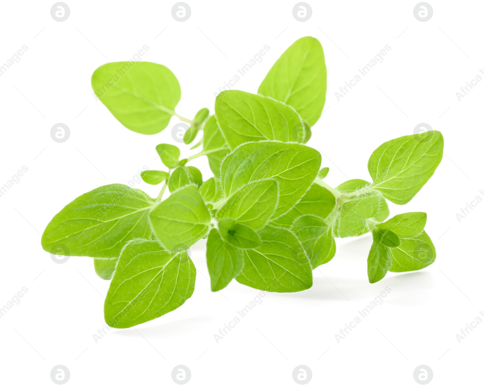 Photo of Sprigs of fresh green oregano isolated on white