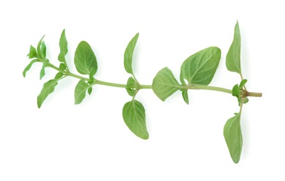 Photo of Sprig of fresh green oregano isolated on white, top view